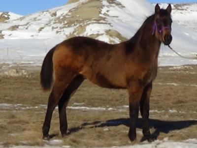 Paddys Gin Falcon JW<BR>AQHA 5734020